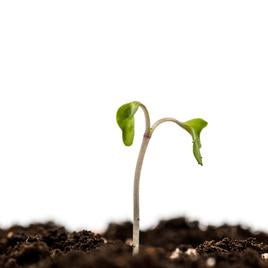 Local Micro Greens (Coming Soon)